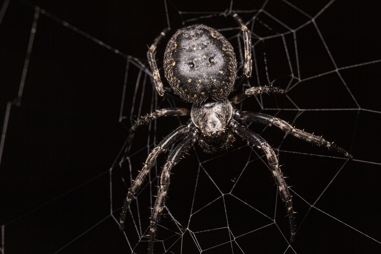 Black Widow Spider (Latrodectus)