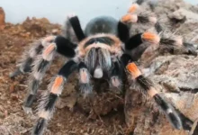 Brachypelma emilia