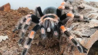 Brachypelma emilia