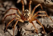 recluse spider