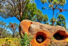 spiders in australia