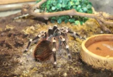 Terrario para tu Tarántula