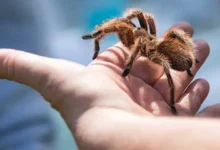 ¿Las Tarántulas Muerden